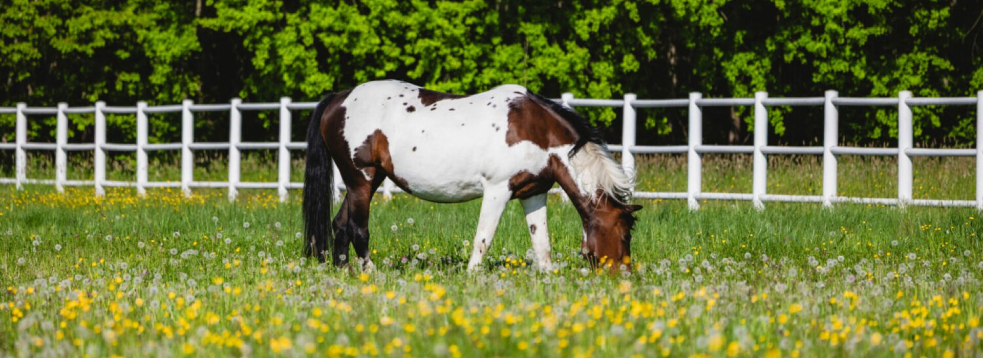 Pferde am Sterntalerhof